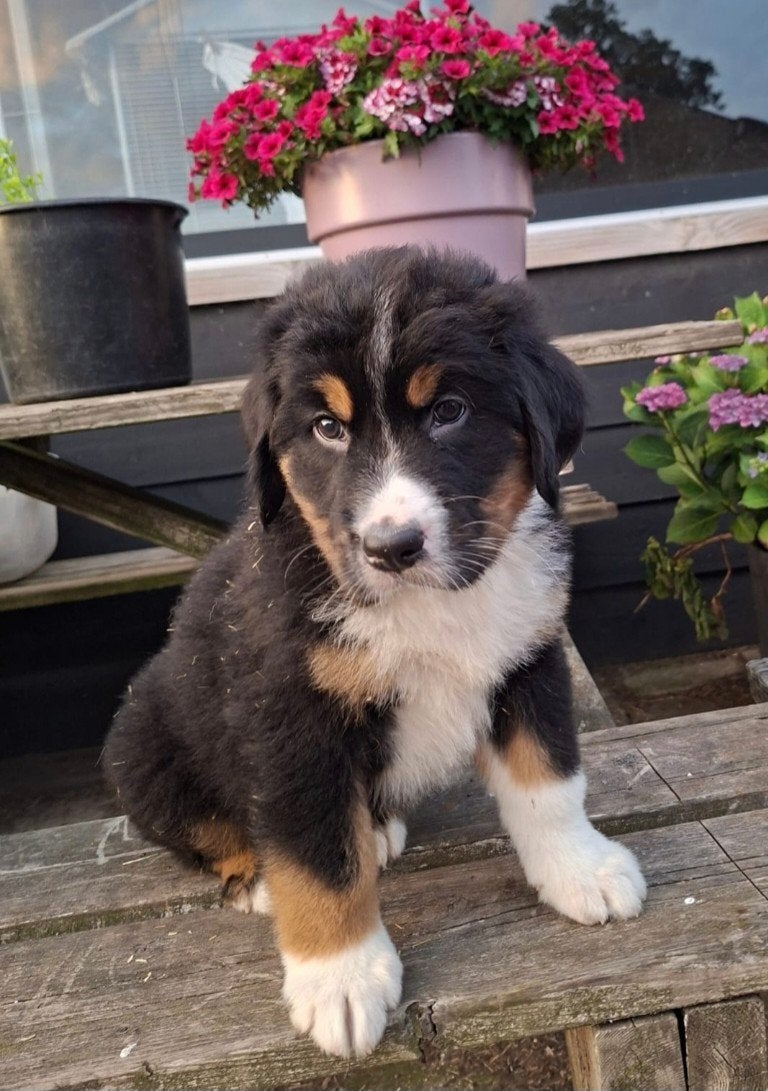 Te koop prachtige kruising Berner Sennen, Nederland, Parvo, 8 tot 15 weken, Meerdere