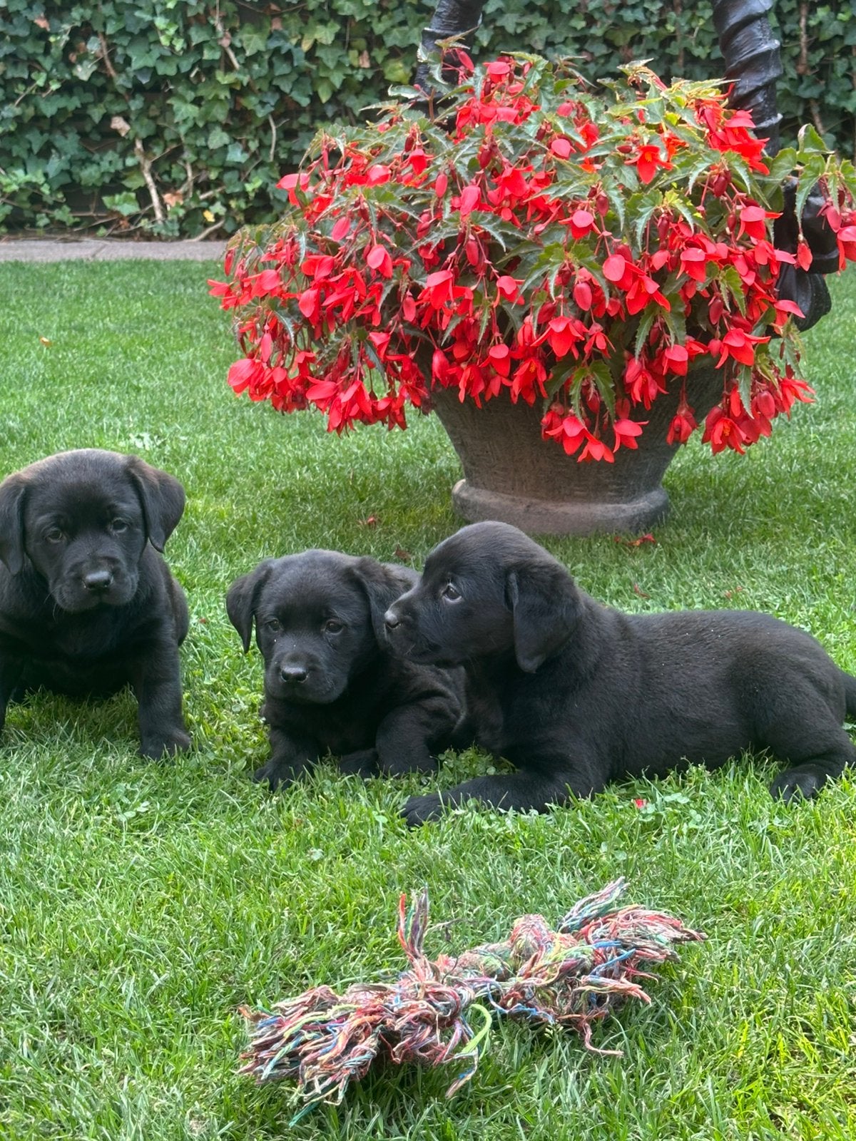 Supermooie Zwarte labrador pups !!Reutjes!!(Ouders Stamboom), Reu, 8 tot 15 weken, Labrador retriever, Meerdere