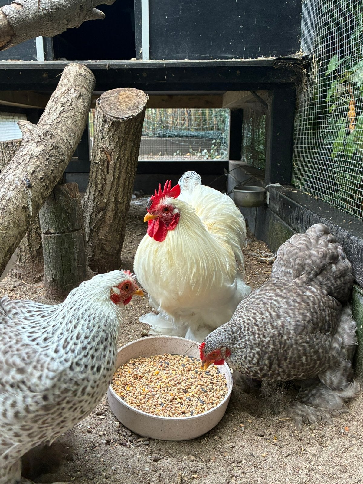 prachtige witte Cochin haan van 9 maanden oud, Dieren en Toebehoren, Mannelijk, Kip