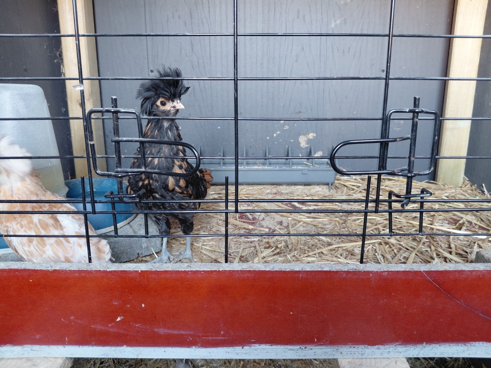 Hollandse kuifhoen haan kuiken, Dieren en Toebehoren, Pluimvee, Mannelijk, Kip