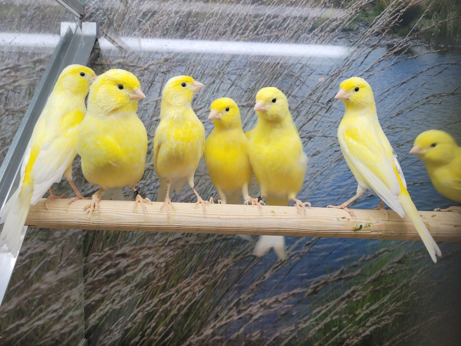 Kanaries diverse kleuren., Dieren en Toebehoren, Meerdere dieren, Kleurkanarie