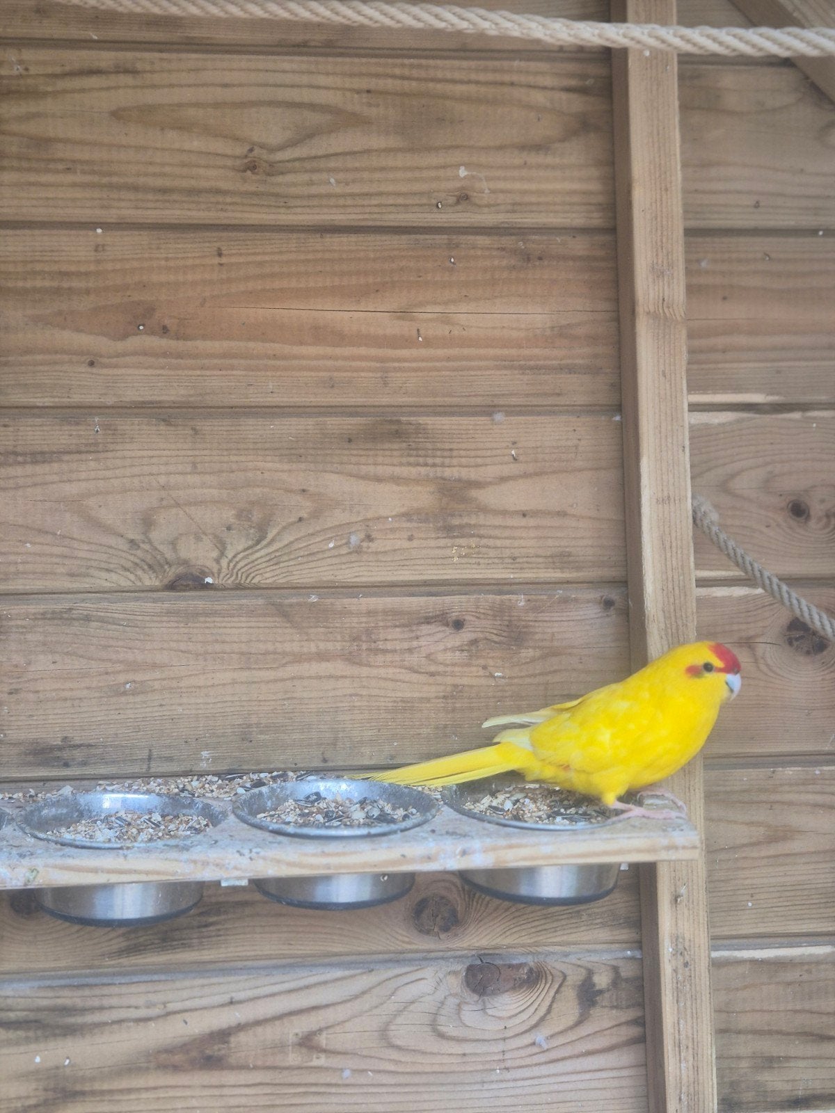 bewezen koppel kakariki's, Dieren en Toebehoren, Vogels | Parkieten en Papegaaien, Meerdere dieren, Parkiet