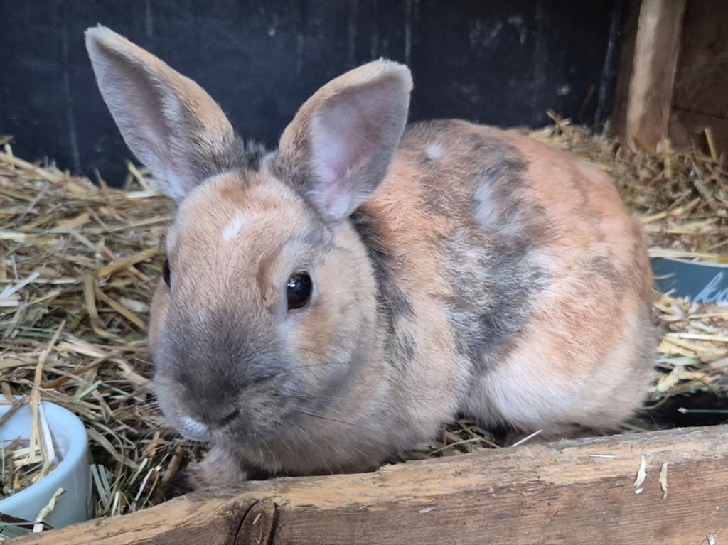 Leuke gecastreerde ram, Dieren en Toebehoren, Konijnen, Klein, Mannelijk, 0 tot 2 jaar