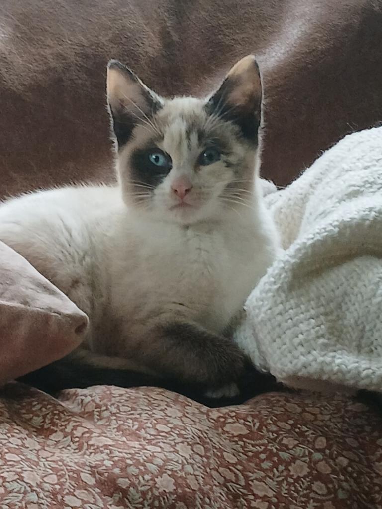 Kruising siamees ragdoll kittens, Poes, Ontwormd, 0 tot 2 jaar