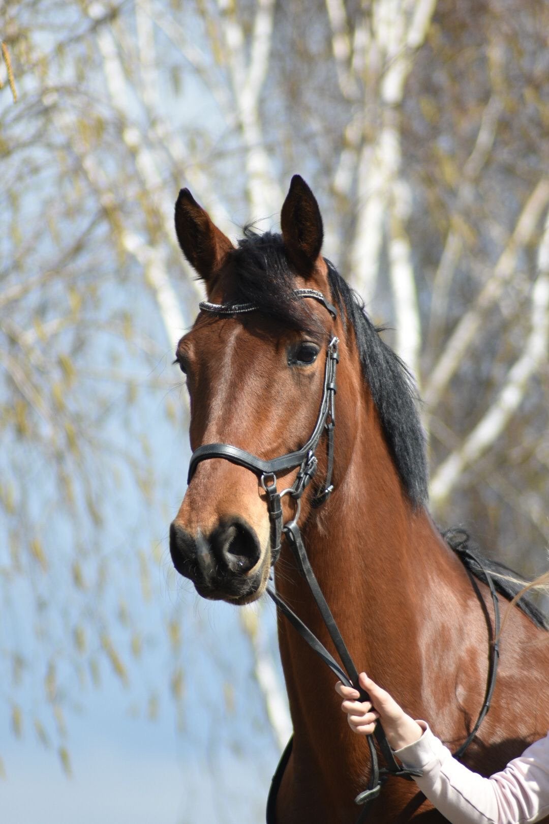 10- jarige kwpn merrie, Merrie, Met stamboom, Dressuurpaard, 7 tot 10 jaar