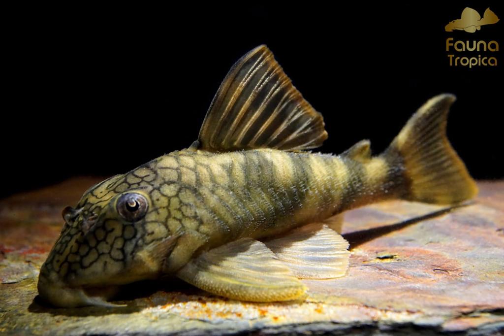 Peckoltia cf. braueri L121 te koop. Volwassen man, Dieren en Toebehoren, Vis, Zoetwatervis