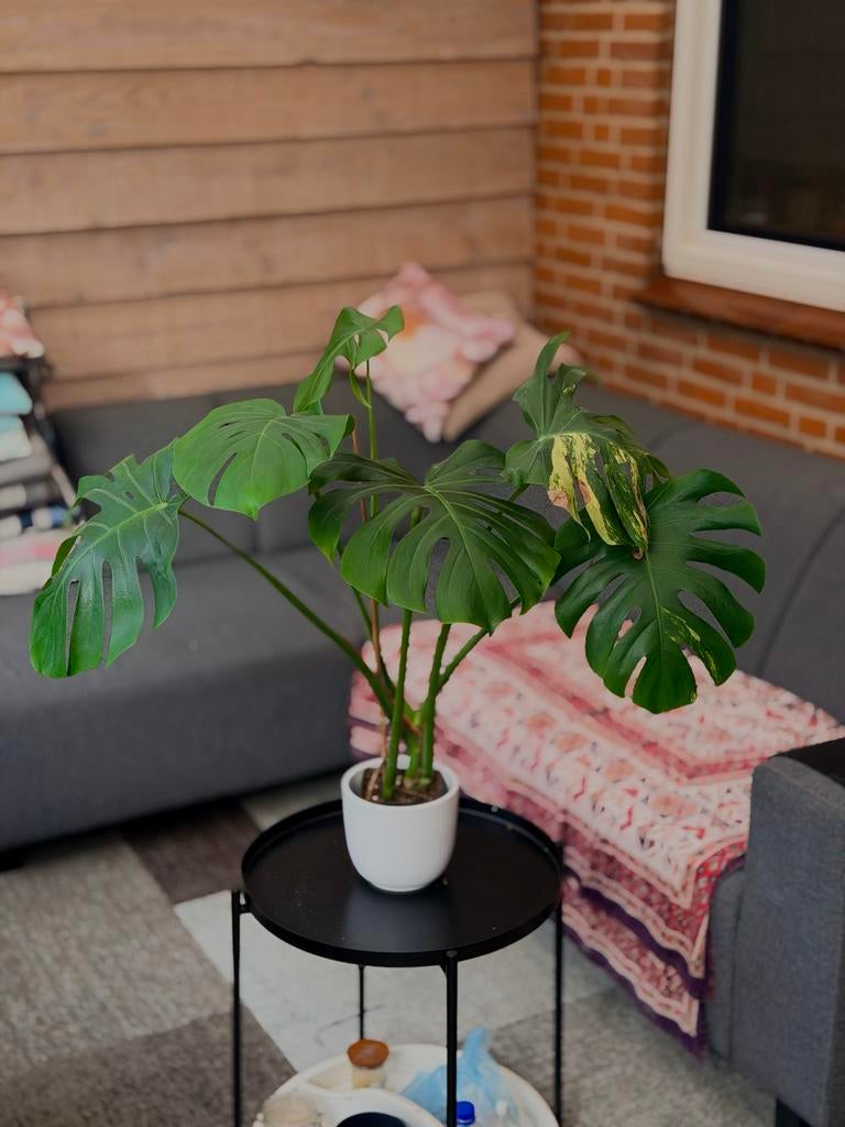 Monstera Aurea large form, Ophalen of Verzenden, Halfschaduw, Minder dan 100 cm