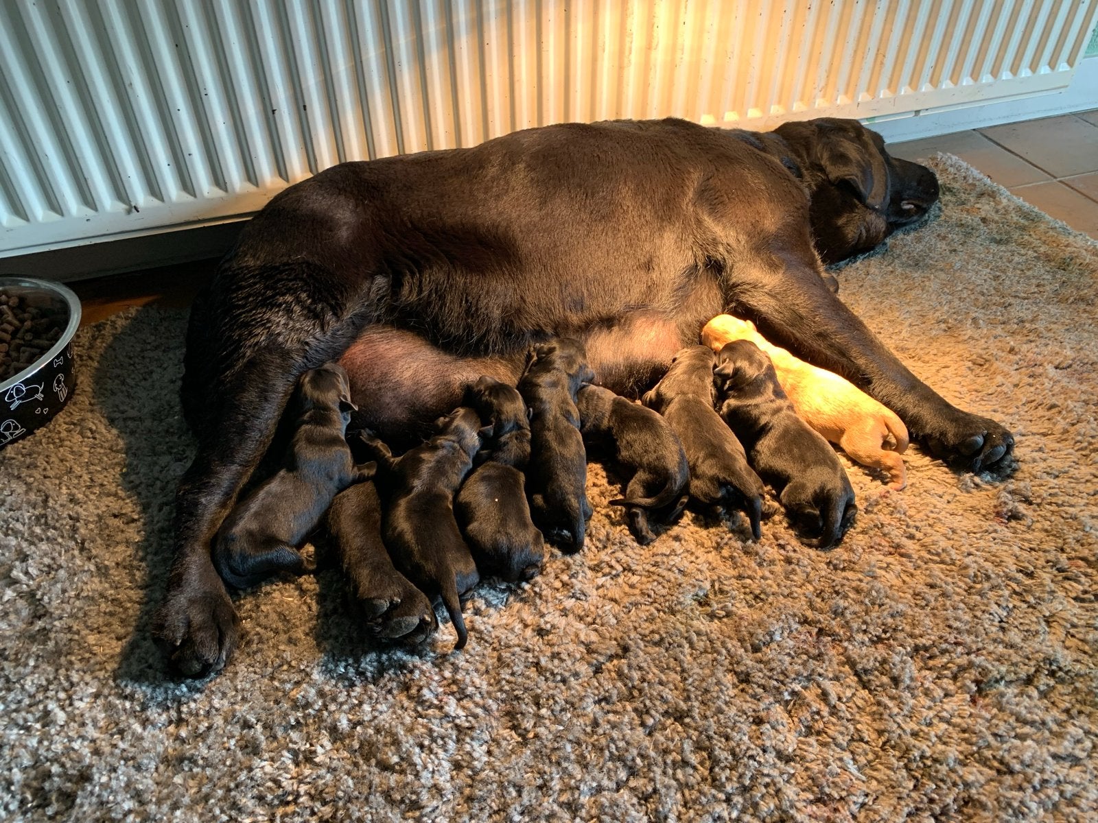 labrador pups te koop. Stamboom ouders. Mogen gelijk mee!, Parvo, 8 tot 15 weken, Groot, Meerdere