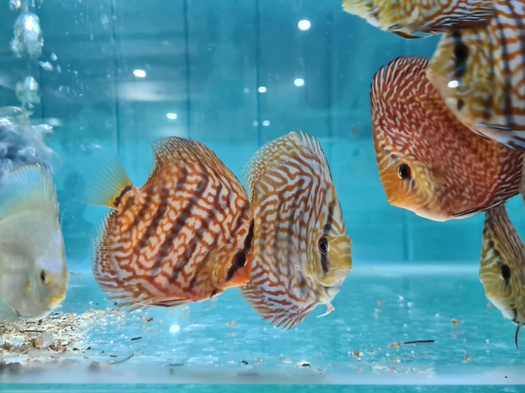 Blue Maze Turquoise Discus, Symphysodon Discus, Dieren en Toebehoren, Vis, Zoetwatervis