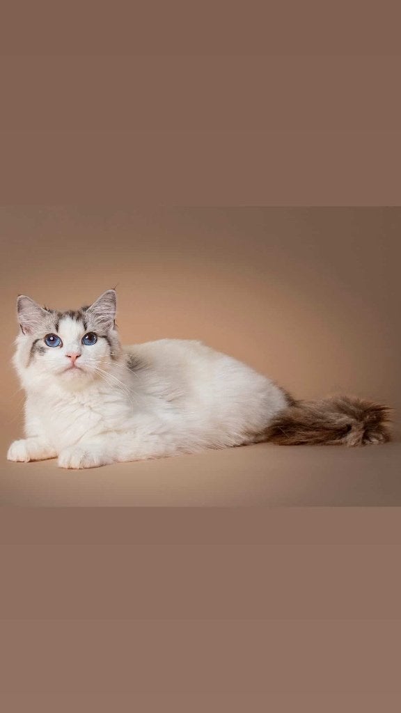 Ragdolls(fok ) poes  🐱, Poes, Met stamboom, 0 tot 2 jaar