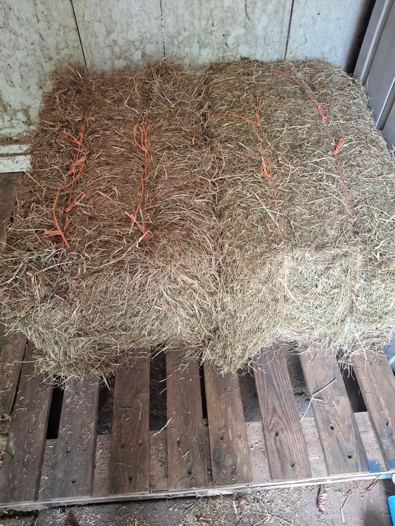 2 balen hooi te koop, Dieren en Toebehoren, Dierenvoeding, Ophalen, Vee