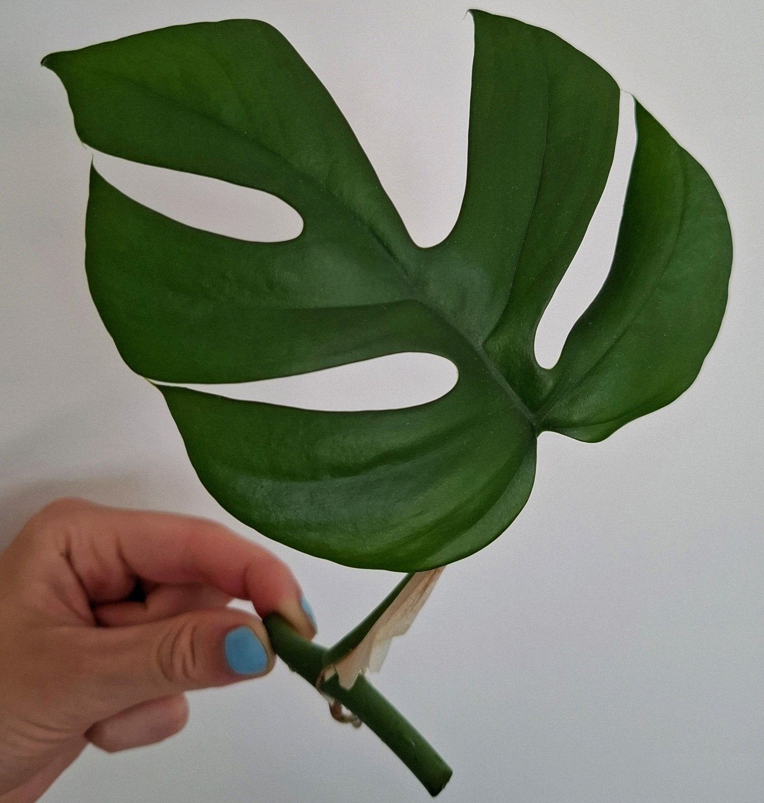 Monstera Minima / Rhaphidophora Tetrasperma stekjes, Huis en Inrichting, Ophalen