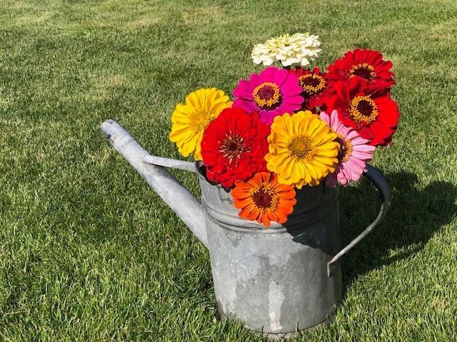 Hoge Zinnia zaden, Verzenden, Voorjaar, Volle zon, Zaad