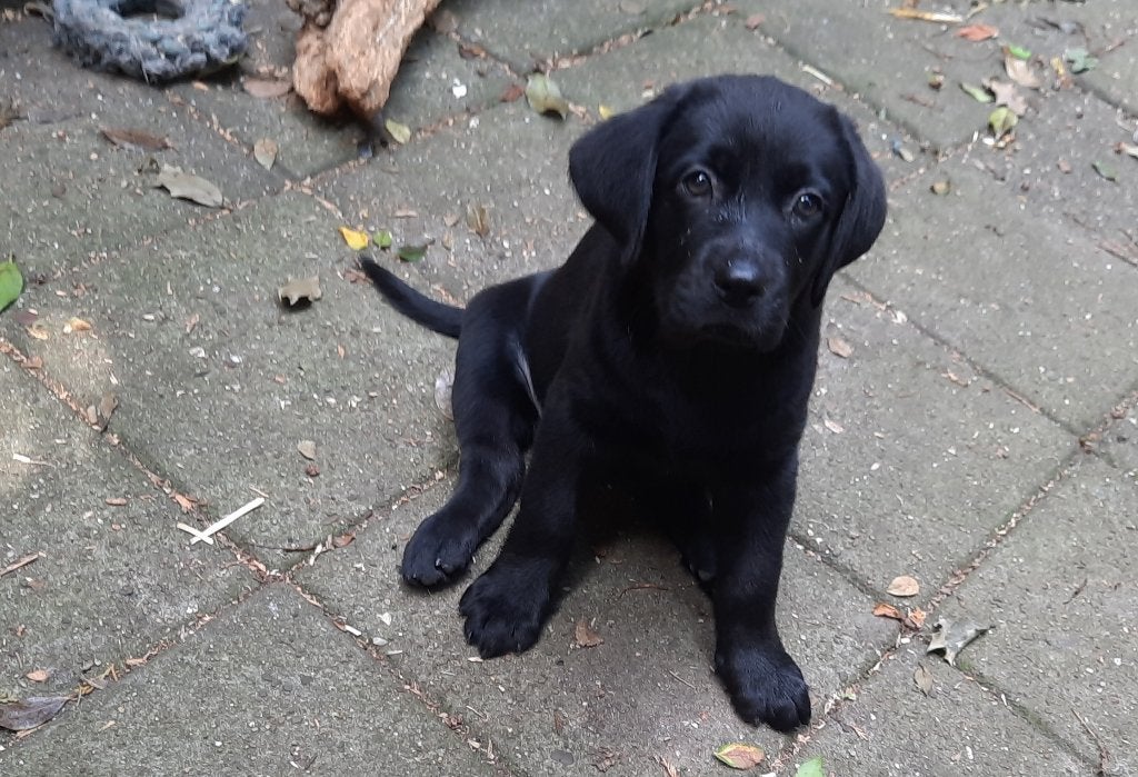 Lieve kruising Labrador pup., Parvo, 8 tot 15 weken, Teef, Eén hond