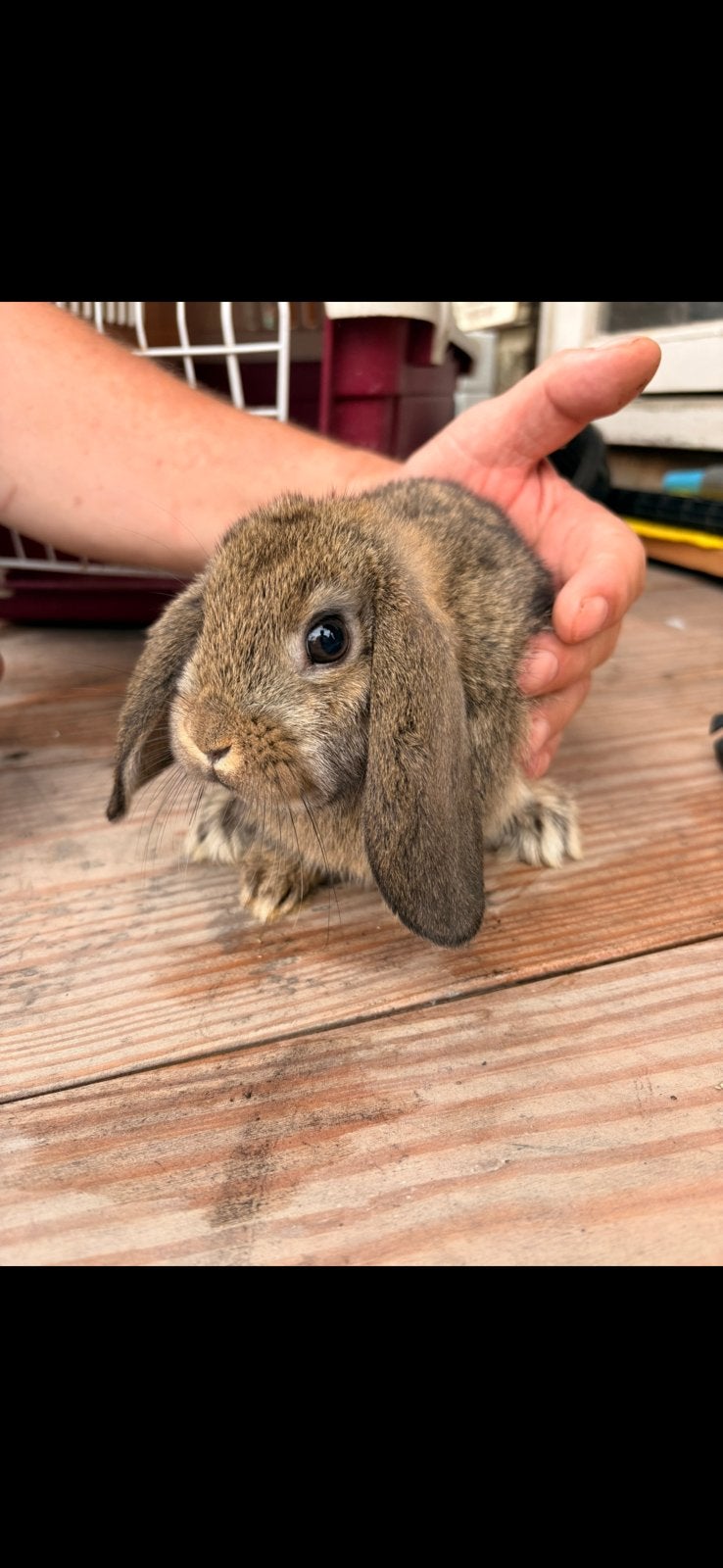 Nederlandse hangoor konijnen, Dieren en Toebehoren, Konijnen, Meerdere dieren, Dwerg, Hangoor