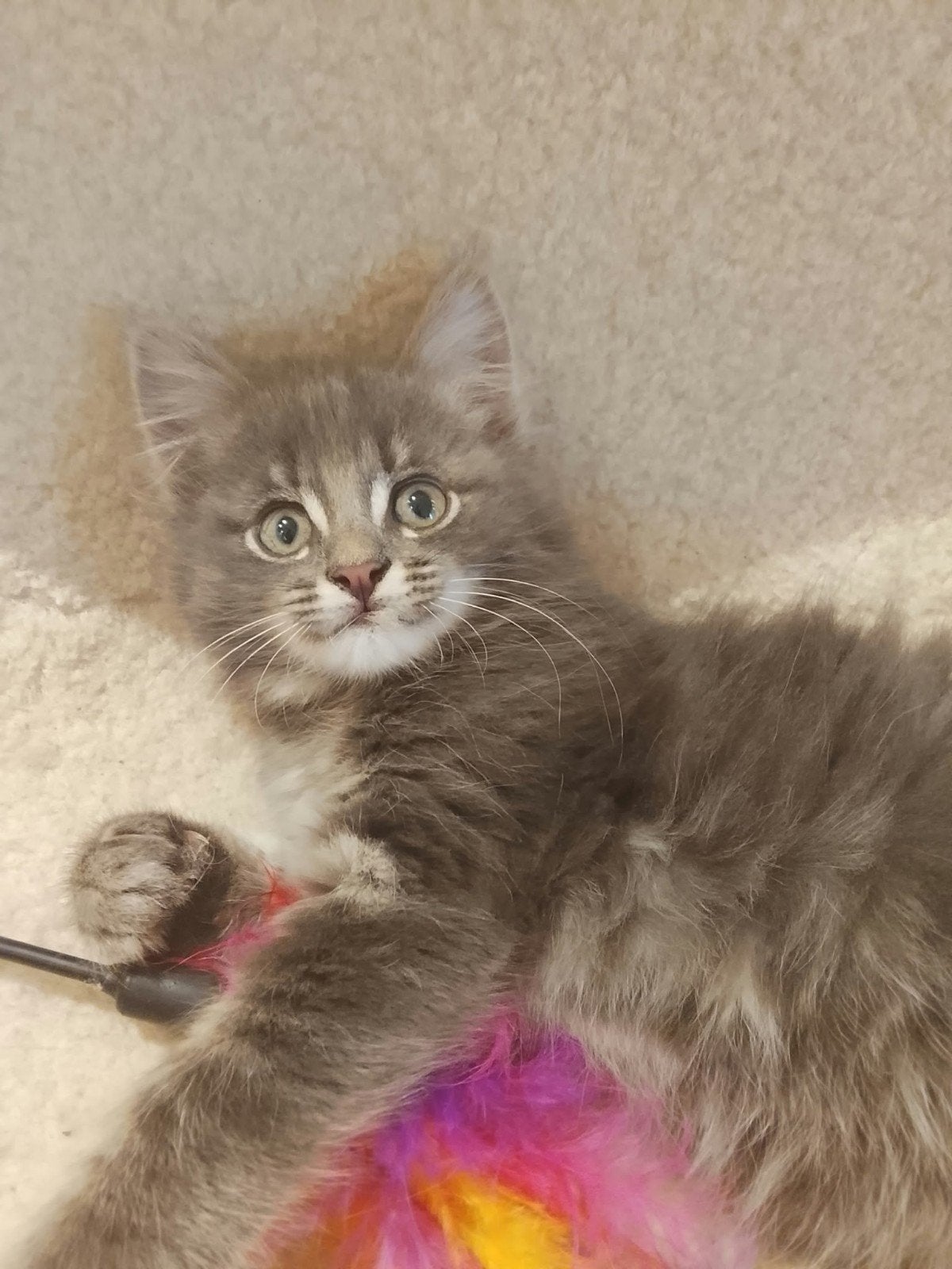 Ragdolll Sollid Poesje s (kittens), Dieren en Toebehoren, Poes, Ontwormd, 0 tot 2 jaar