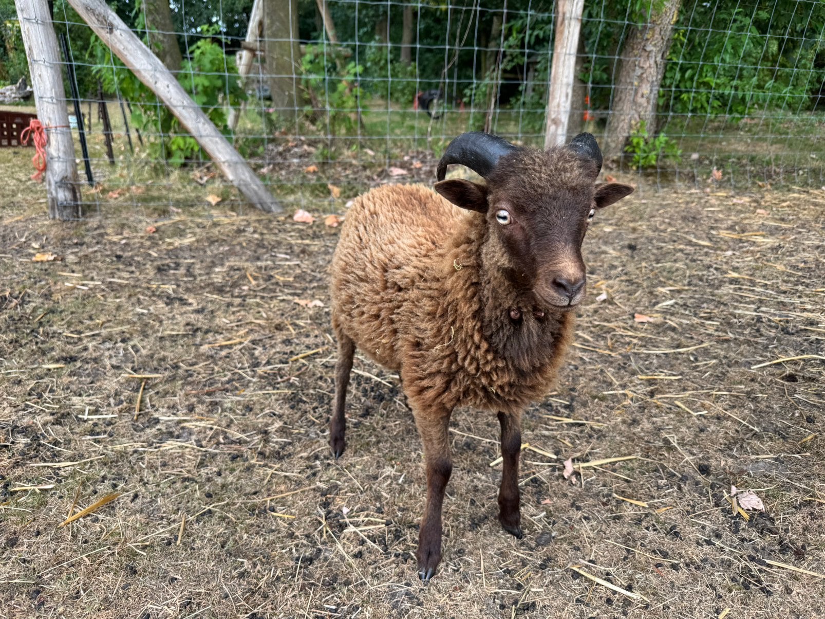 Ouessant schaap ram lam april ‘26, Mannelijk, Schaap, 0 tot 2 jaar