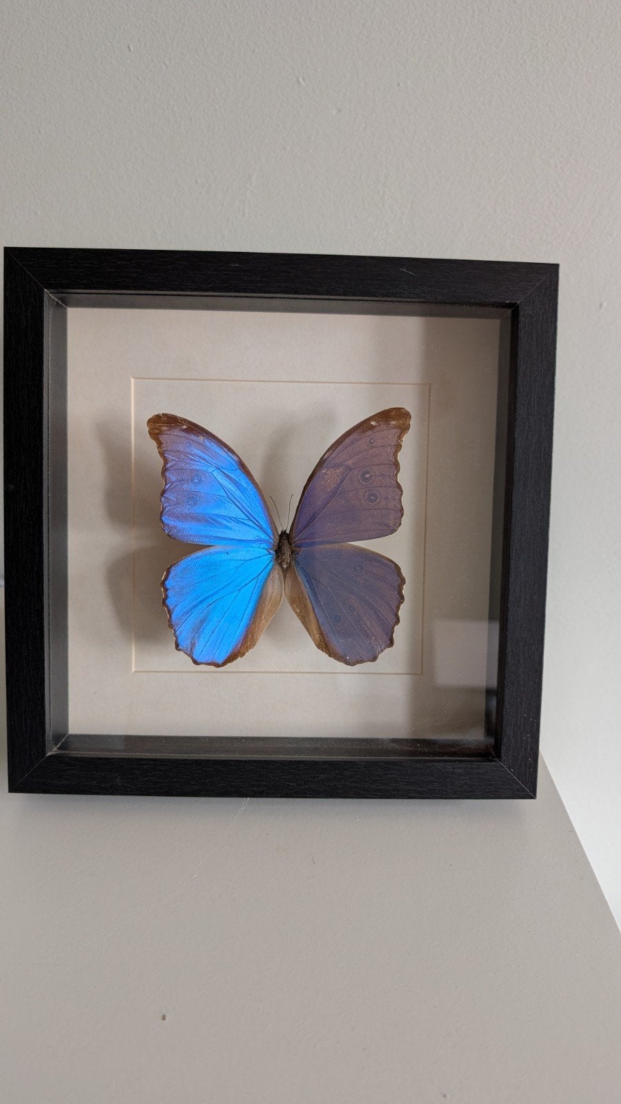 Opgezette vlinder in lijst - Morpho Didius, Verzamelen, Dierenverzamelingen, Ophalen, Gebruikt, Insect, Opgezet dier