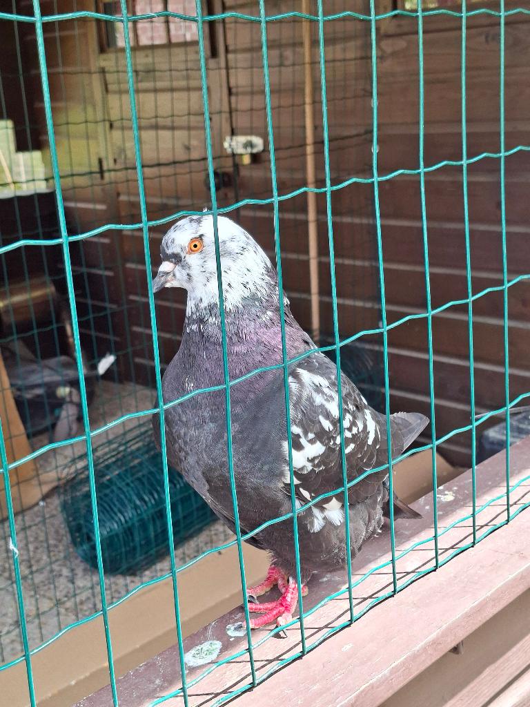 Twee King Duiven te koop, Meerdere dieren, Overige soorten