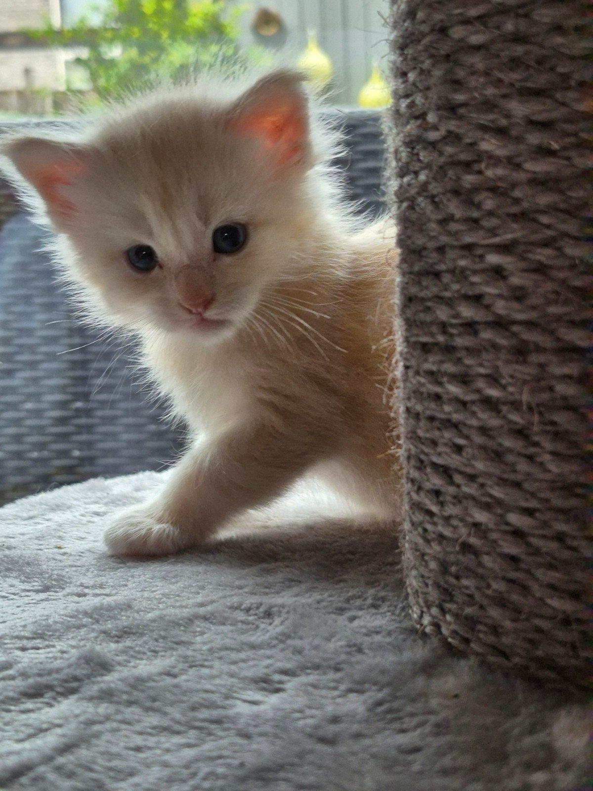 Maincoon kittens, Meerdere dieren, Ingeënt