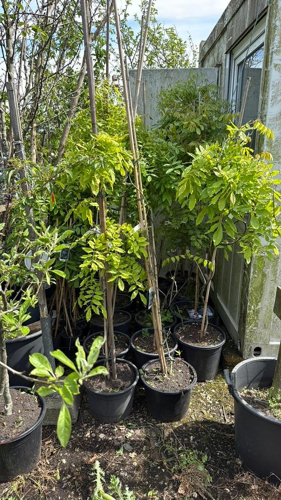 Wisterias gezien blauw geente plant op stam gezien op tv, Tuin en Terras, Ophalen, Volle zon, Vaste plant, Klimplanten