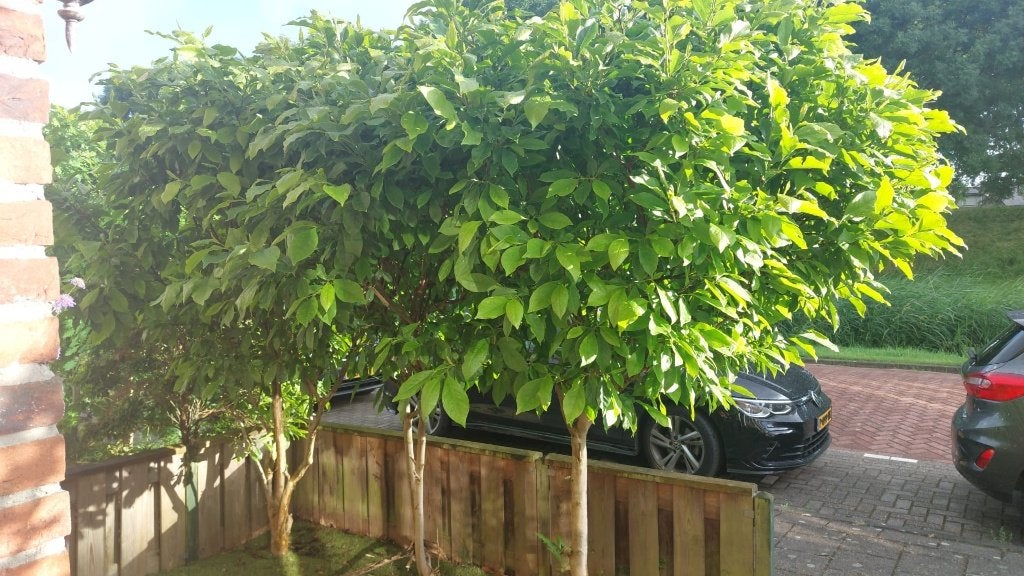Magnolia bever boom, Overige soorten, Lente, 100 tot 250 cm, Ophalen