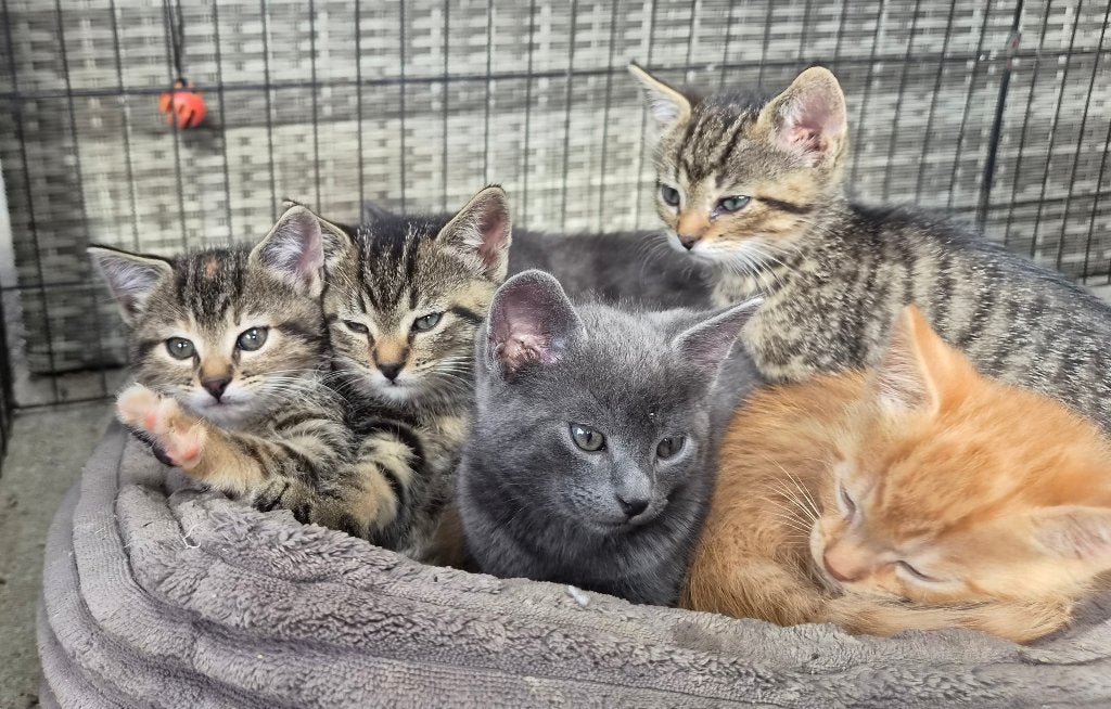 Prachtige kittens te koop, Dieren en Toebehoren, Katten en Kittens | Overige Katten, Meerdere dieren, Kortharig, 0 tot 2 jaar