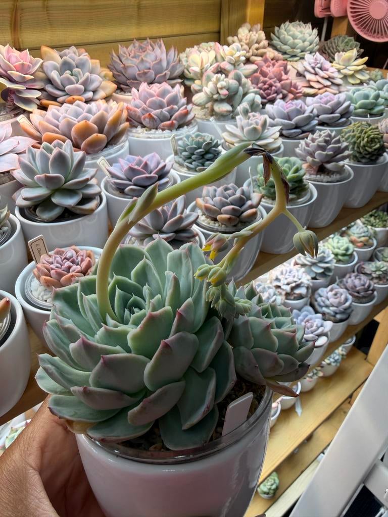 Echeveria succulenten - Diverse soorten en kleuren, Huis en Inrichting, Kamerplanten, Verzenden