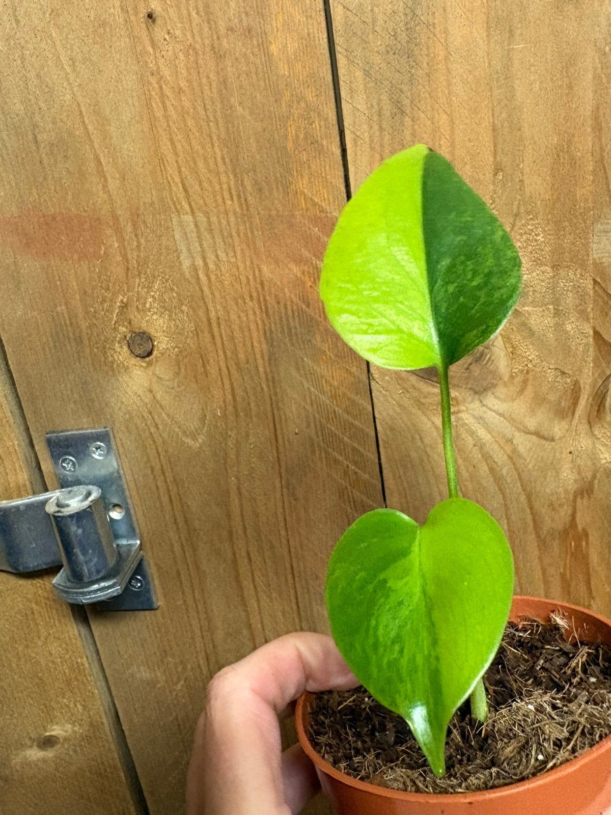 Monstera deliciosa variegata plant lime aurea yellow large, Ophalen of Verzenden, Halfschaduw, Minder dan 100 cm