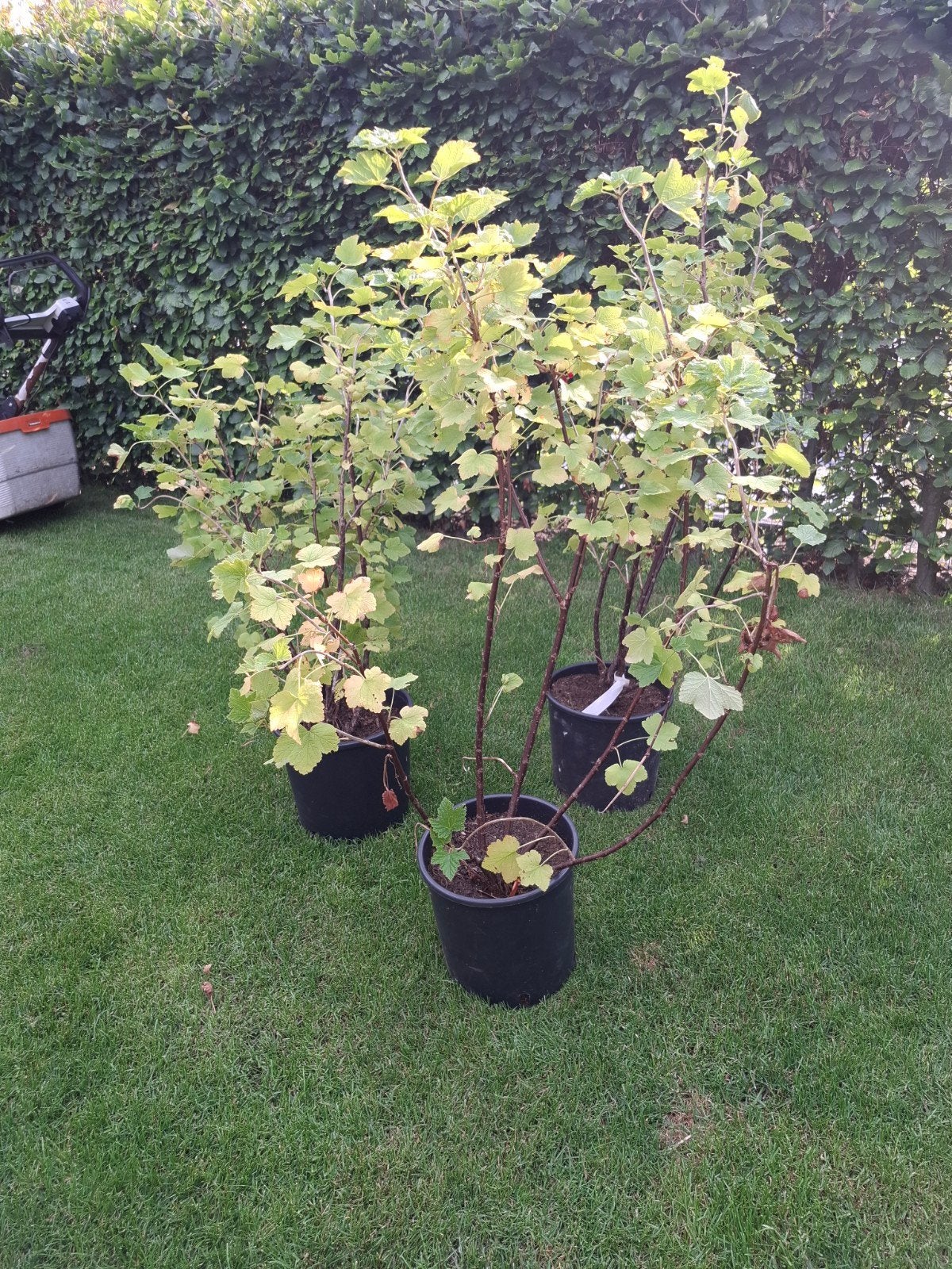 Ribes king Edwards, Tuin en Terras, Planten | Struiken en Hagen, Ophalen, Overige soorten, Minder dan 100 cm
