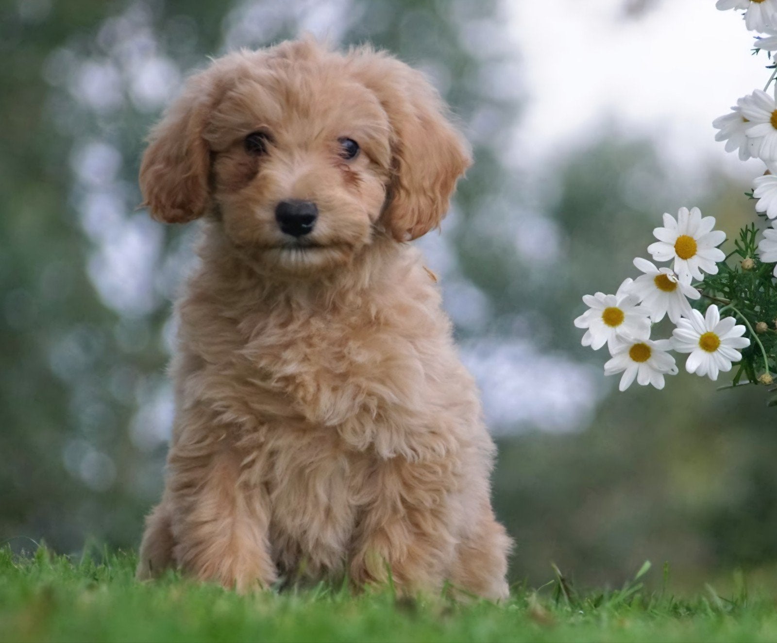 Mini Labradoodle pups uit gezonde bloedlijn met garantie, Dieren en Toebehoren, Overige rassen, 8 tot 15 weken, Meerdere, Meerdere dieren
