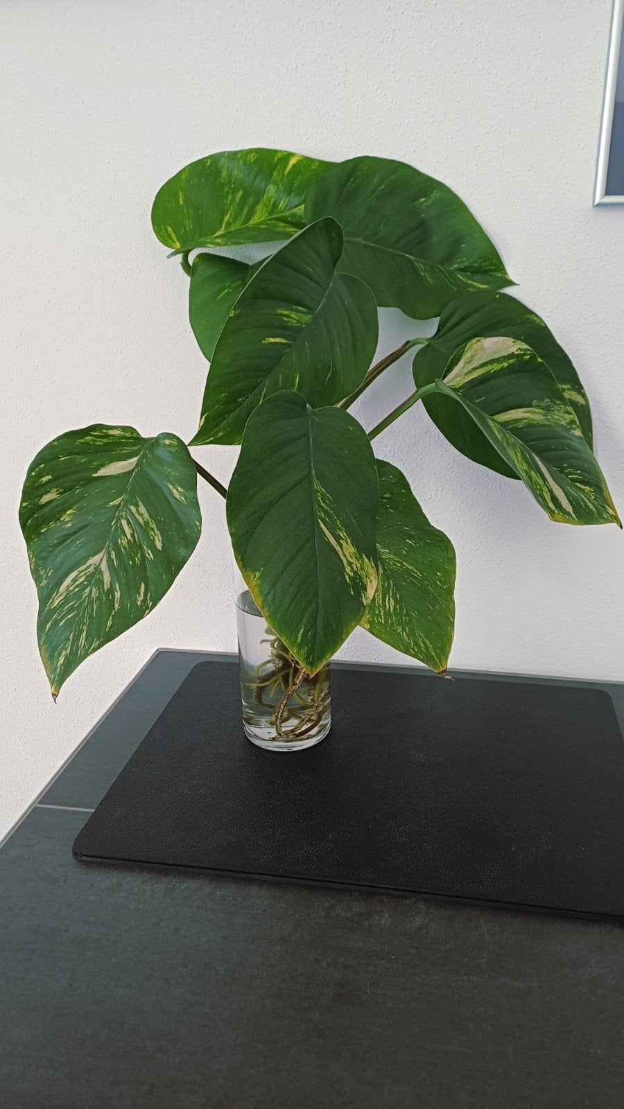 Epipremnum aureum (Scindapsus aureus) - Stekjes, Ophalen, Halfschaduw, Minder dan 100 cm