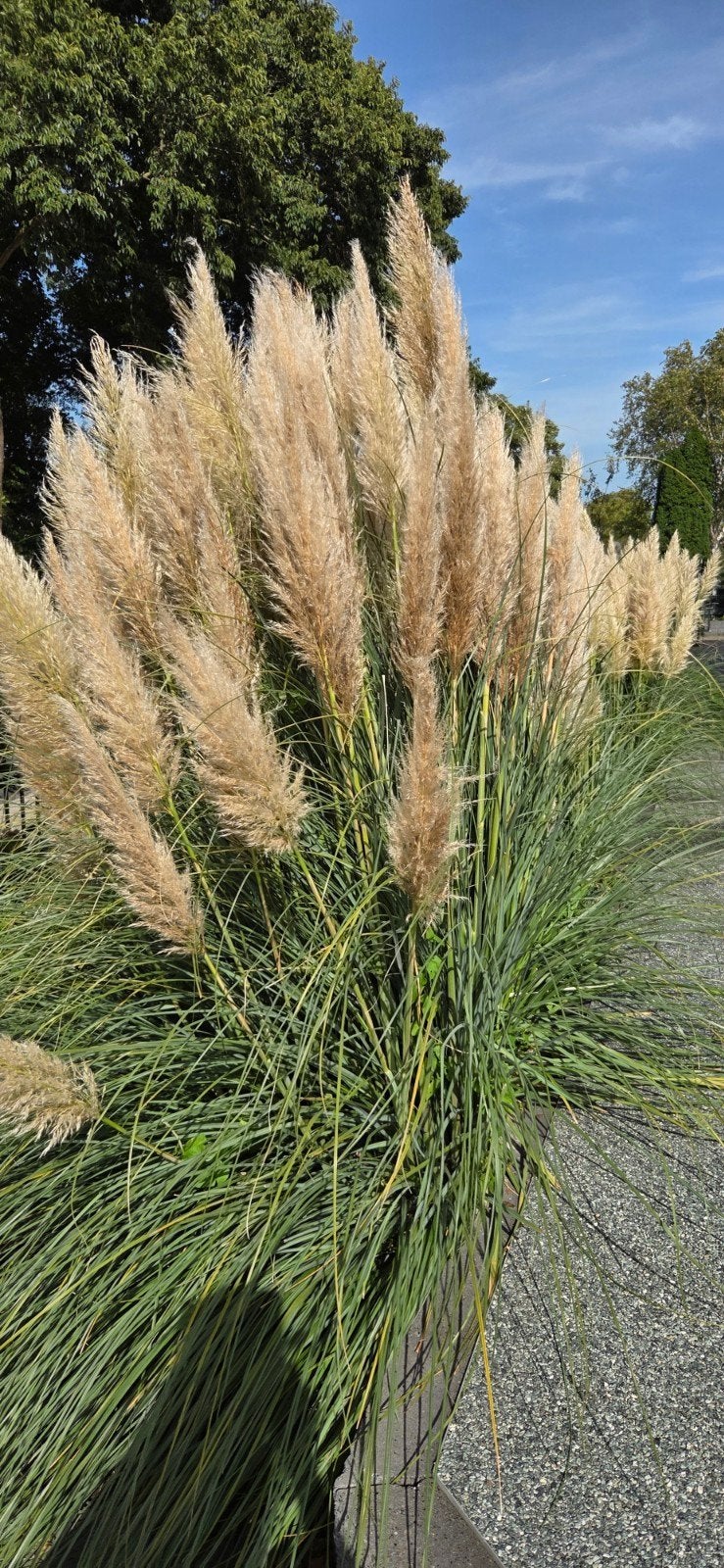 Pampas pluim per stuk, Tuin en Terras, Planten | Tuinplanten, Ophalen