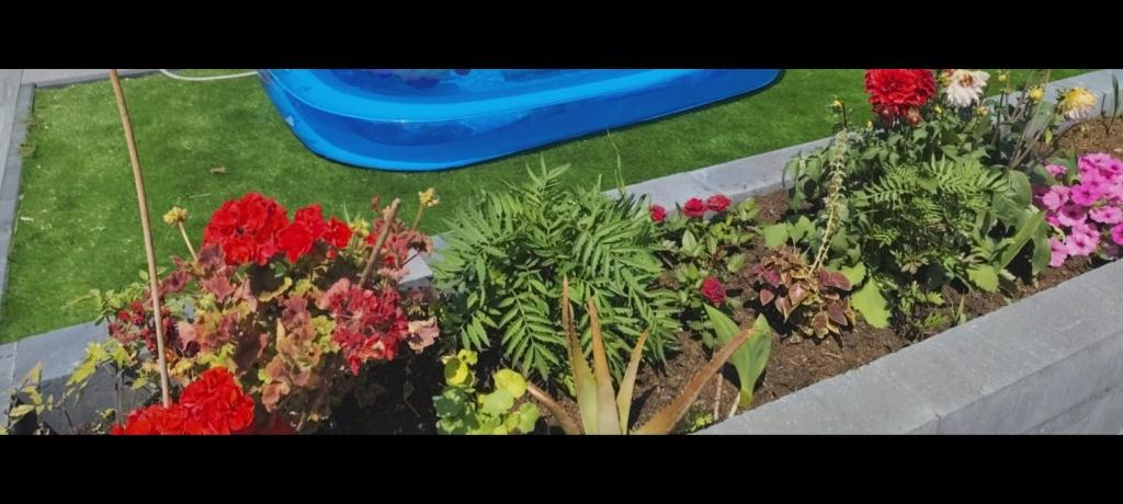 Gardener / Tuinman / Garden Maintenance 20,- per uur, Tuinonderhoud of Snoeiwerk