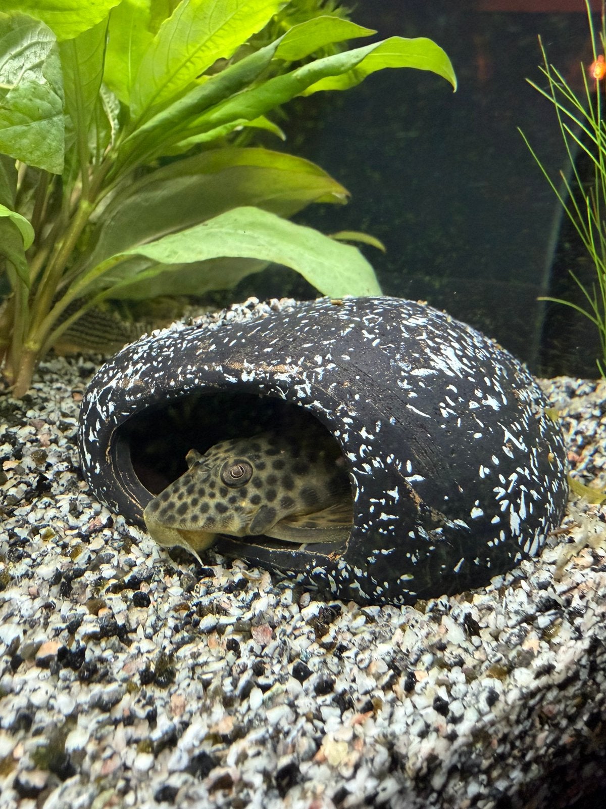 L075, Dieren en Toebehoren, Vis