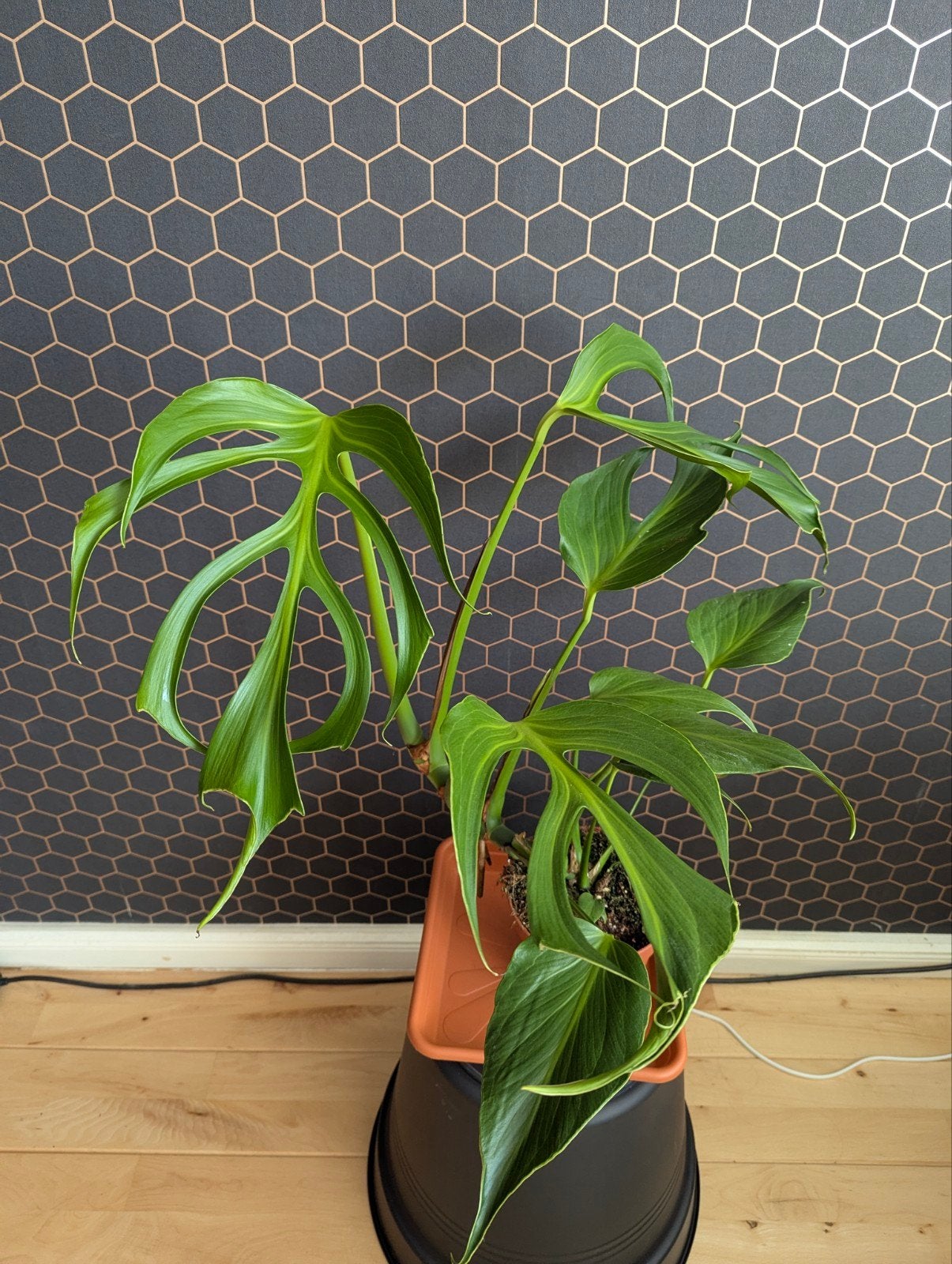 Monstera Burle Marx Flame (BMF) - Unieke plant!, Ophalen of Verzenden