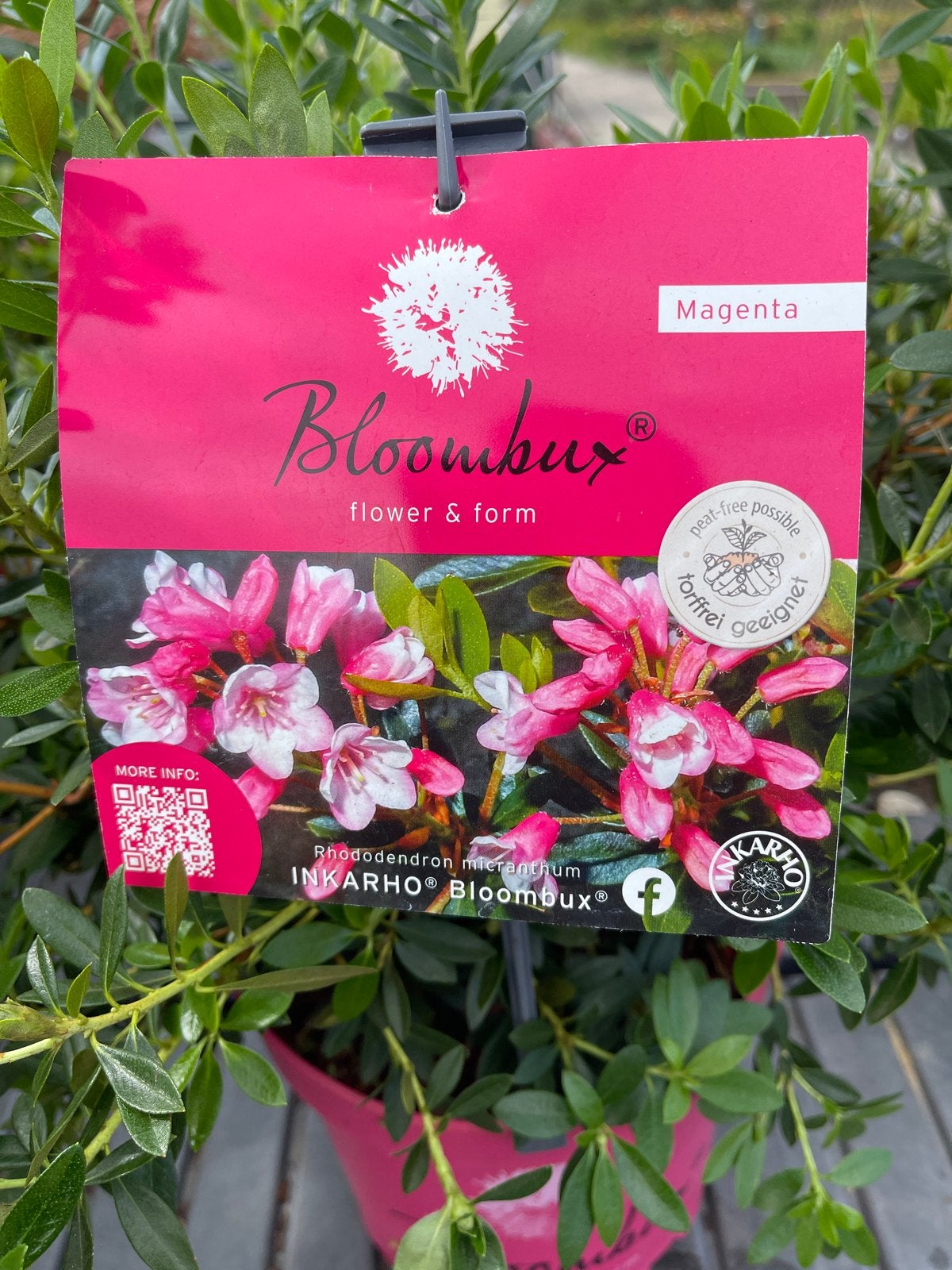 Bloombux Magenta - Rhododendron microgynum, Vaste plant, Halfschaduw, Lente, Ophalen