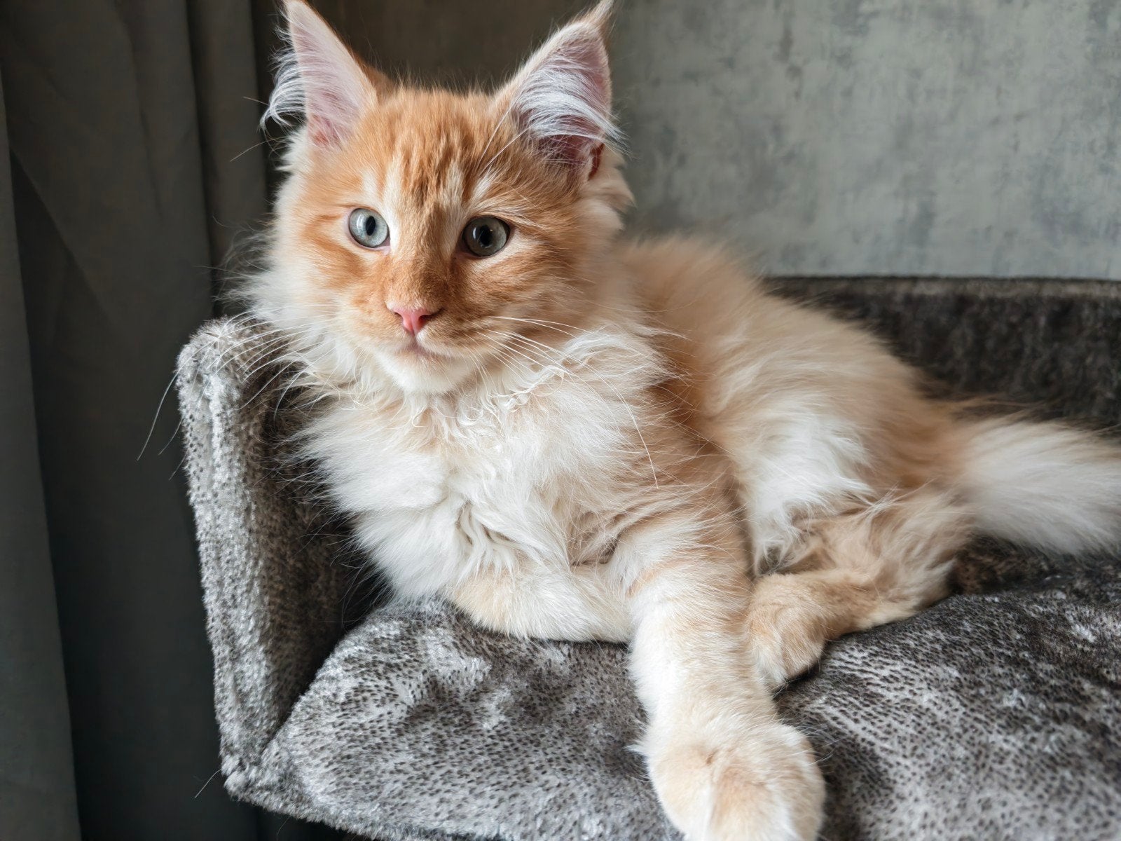 Maine Coon kitten – Red Silver White Ticked Tabby – 10 ma, Kater, Gechipt, 0 tot 2 jaar
