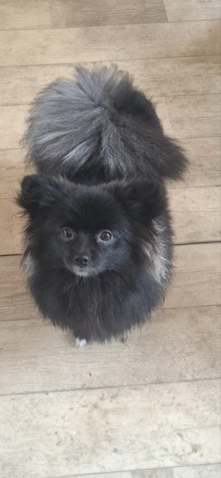 Pomeriaan Teefje, Dieren en Toebehoren, Honden | Poolhonden, Keeshonden en Oertypen, Parvo, Keeshond, 15 weken tot 1 jaar, Teef