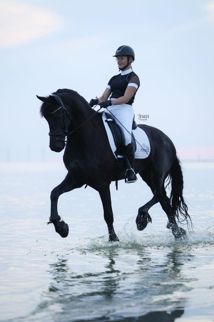 Fries paard, Z1 dressuur, Dieren en Toebehoren, Paarden, Ruin, Dressuurpaard, 7 tot 10 jaar, 165 tot 170 cm