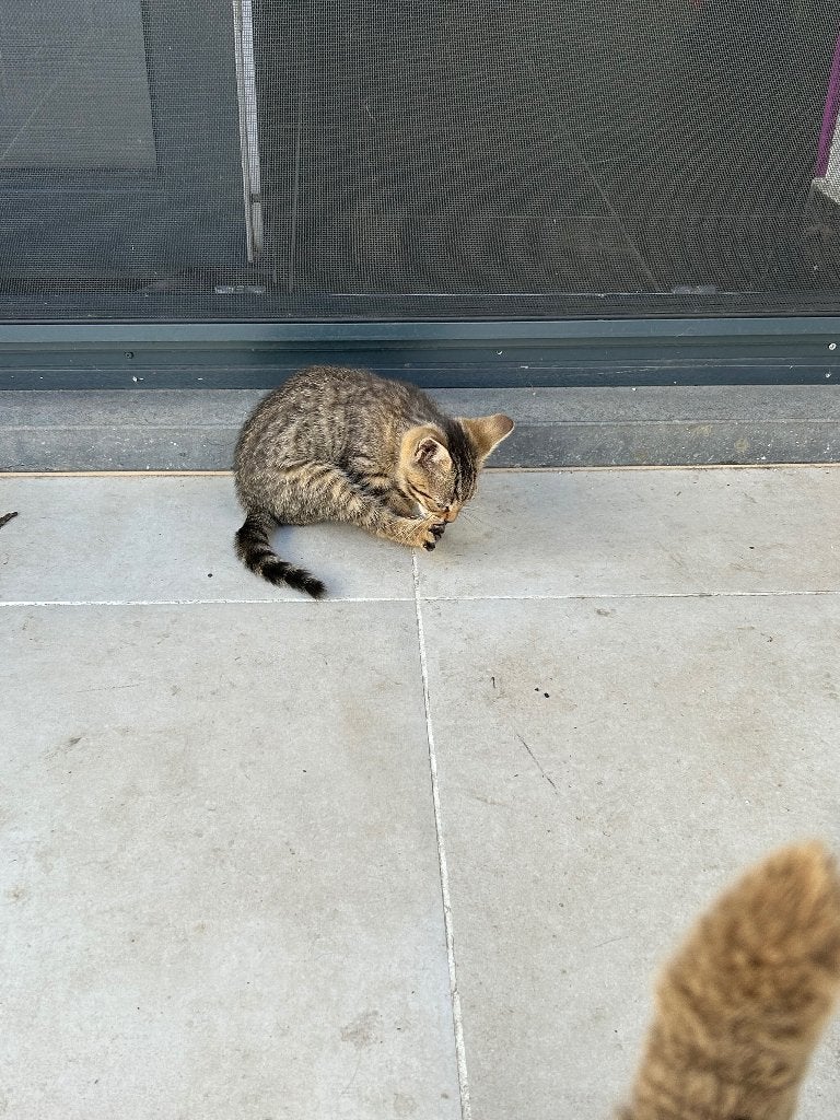 Bengaal - Britse korthaar kittens, Poes, 0 tot 2 jaar