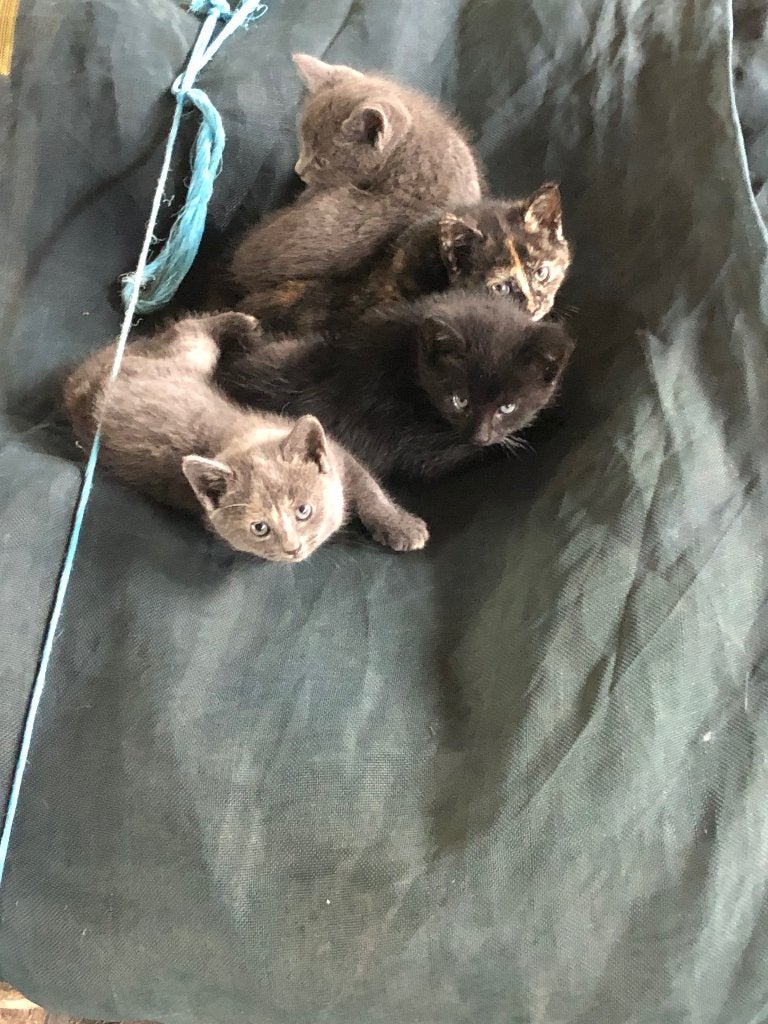 2 nestjes kitten te koop.