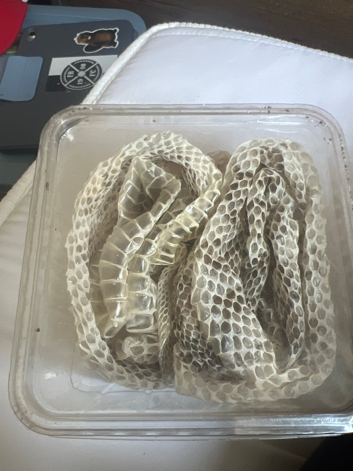 Cobra huid, Dieren en Toebehoren, Amfibie, 0 tot 2 jaar