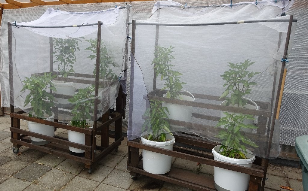 2 HOUTEN REKKEN VOOR EMMERS MET PLANTEN IN TE ZETTEN., Ophalen, Nieuw
