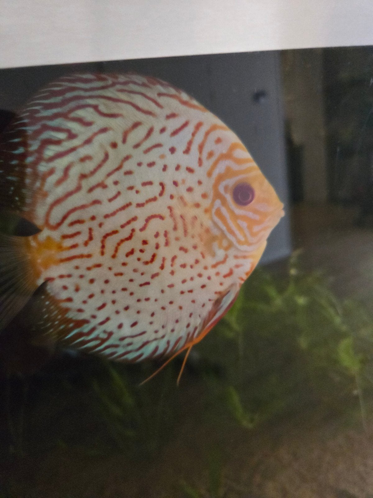 2 prachtige groote discus vissen, Vis