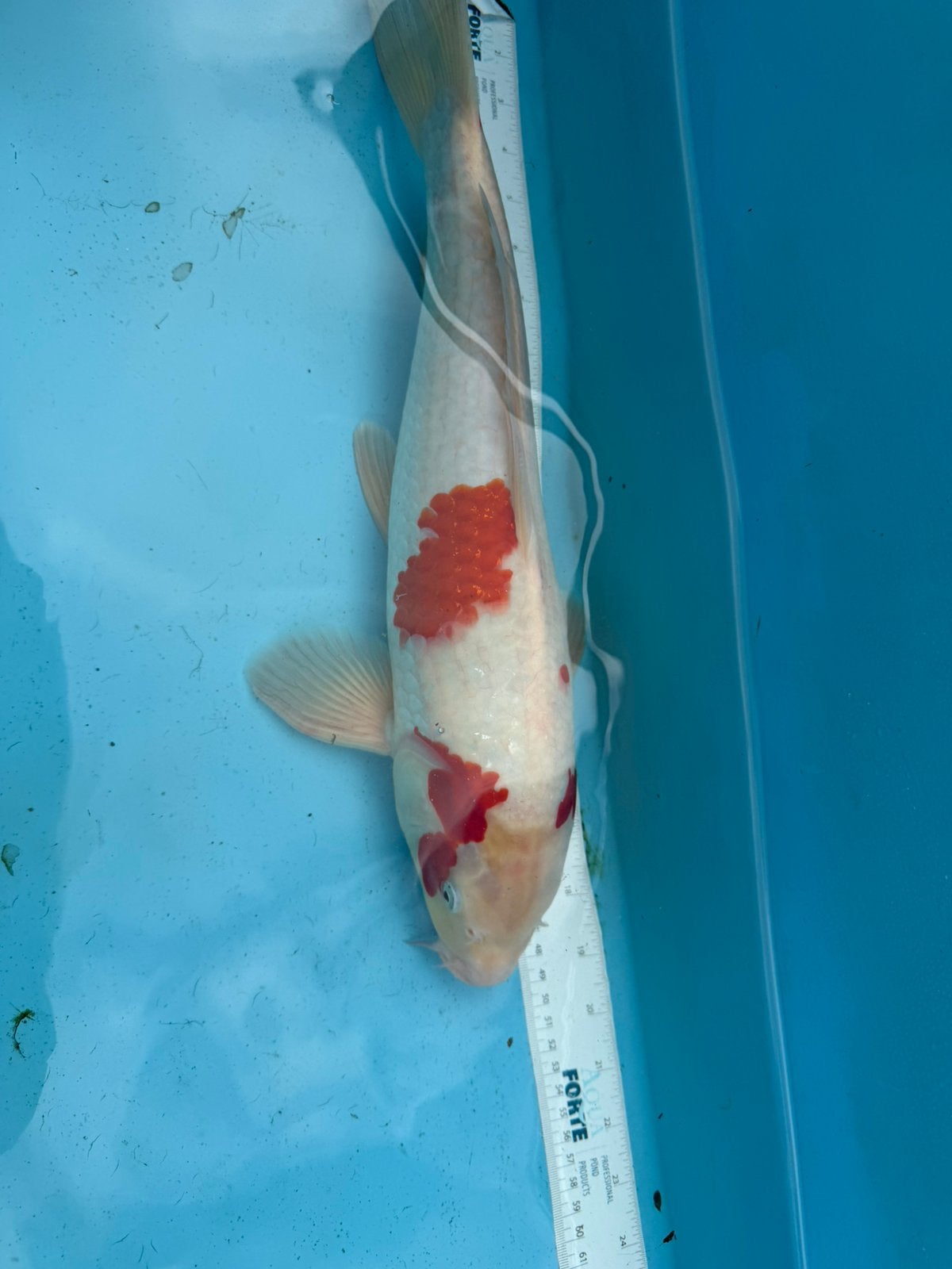 Kohaku koi, Dieren en Toebehoren, Karper of Koi