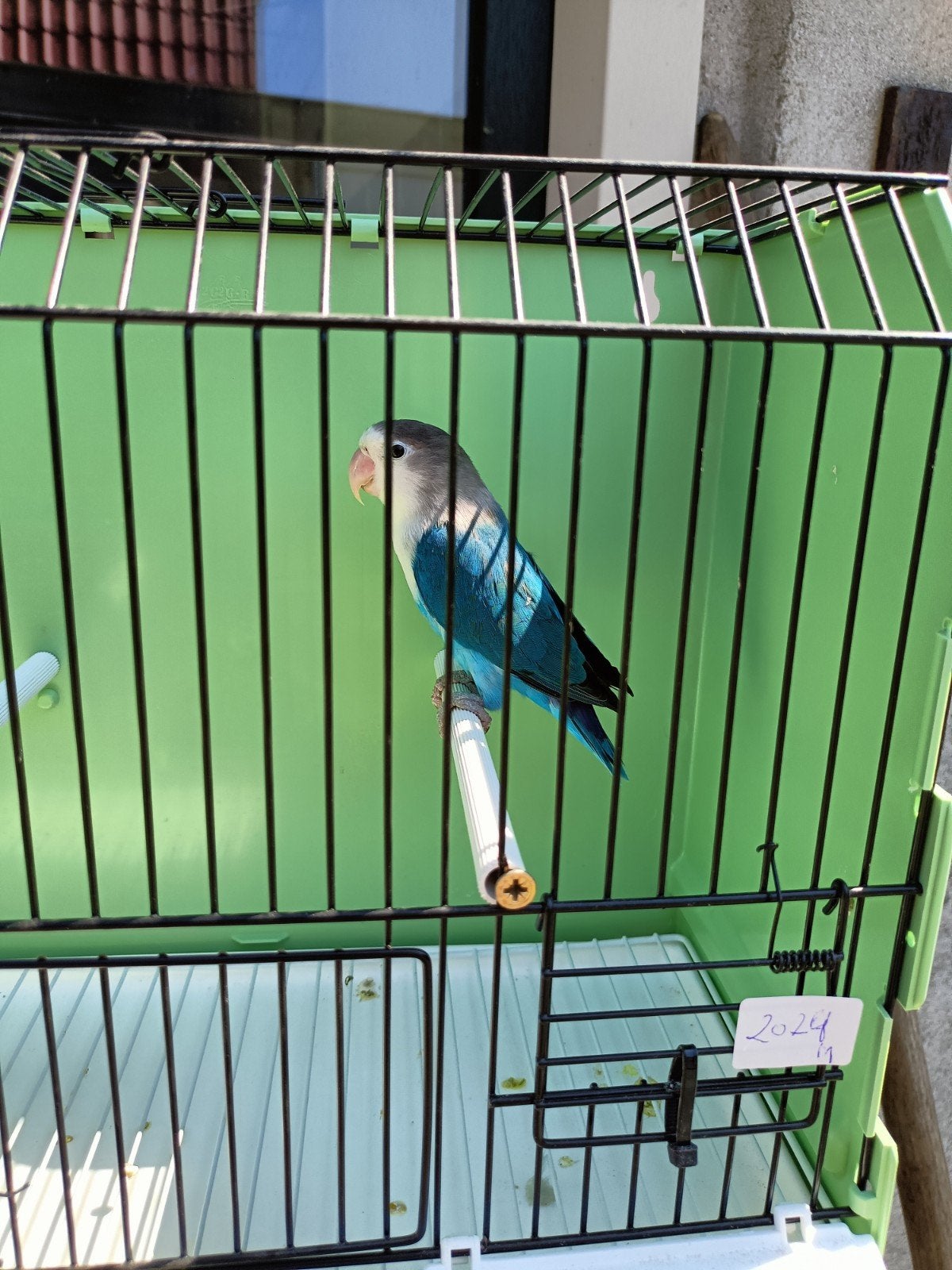 Agapornis Fischeri. Blauwe man, Dieren en Toebehoren, Mannelijk, Dwergpapegaai of Agapornis, Geringd