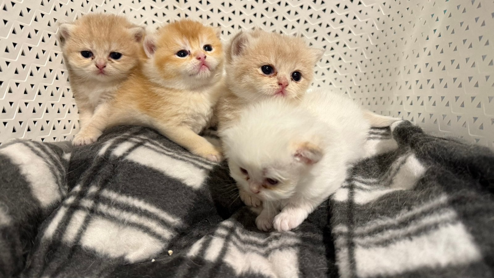 Prachtige British Shorthair Golden Korthaar kittens, Dieren en Toebehoren, Katten en Kittens | Raskatten | Korthaar, Meerdere dieren