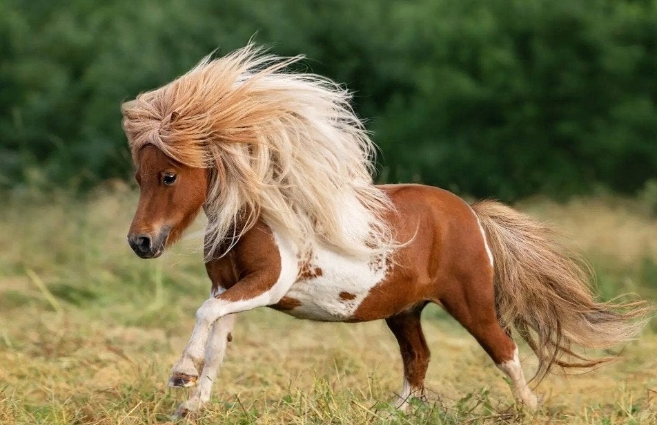 verzorgpony/paard gezocht Enschede, Ophalen