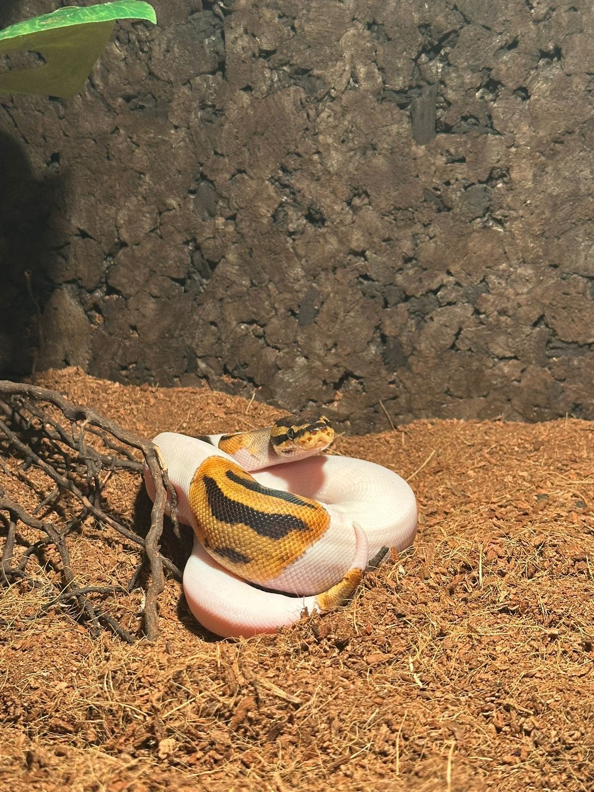 Koningspython + terrarium Ball Python photo 2